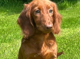Beautiful long haired miniature dachshund puppy