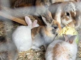 Mini Rex x lop baby rabbits