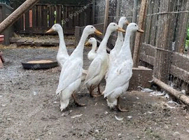 Runner ducks for sale.....................pure white...