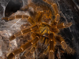 OBT Tete Tarantula Juvi