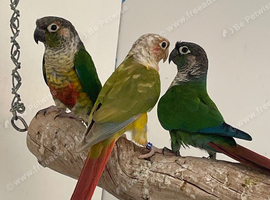 Conures