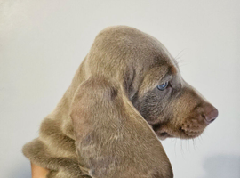 KC registered miniature Dachshund- Ready to leave now!