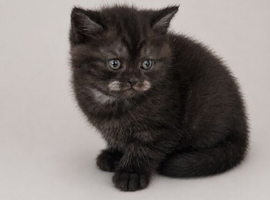 Stunning Black smoked tabby British Shorthair