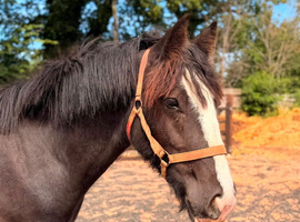 3yr old Irish cob gelding