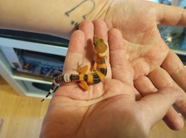 Leopard gecko