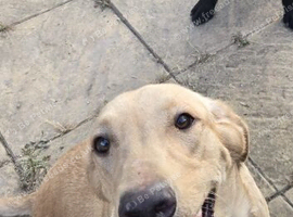 2 male Labrador puppies 8 weeks.