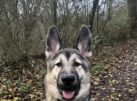 Qitmir is looking for a new home ASAP
