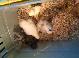 SILKIE CHICKEN CHICKS