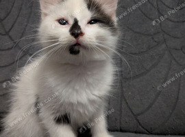 Kittens for sale 10 weeks old