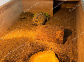 3yr old Horsfield tortoise