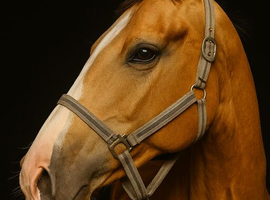 Quality young horse !!
