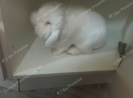 White Rabbit
