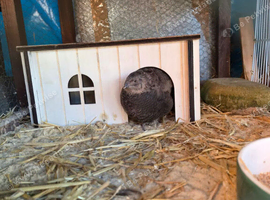 Free to good home one black hen cournix quail
