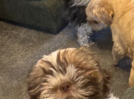 Shih Tzu puppy