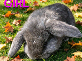 Mini lop babies