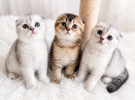 Stunning TICA Reg. Scottish Fold Kittens
