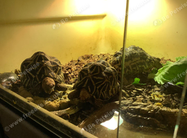 Indian Star Tortoises