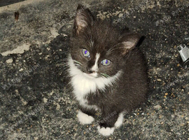 6 mixed white and black kittens