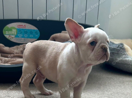 KC Registered French Bulldogs