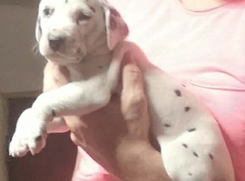 New litter of Dalmatian pups