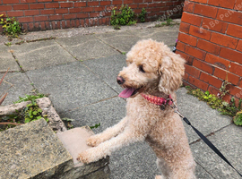 Tilly