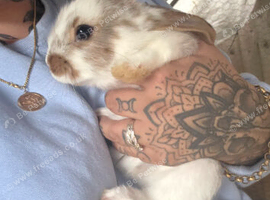 Beautiful half giant rabbits