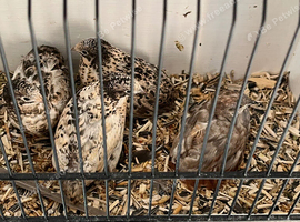 Quad of button quail