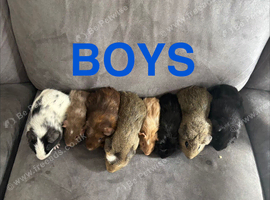 X8 baby boy guinea pigs