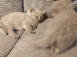Bsh kittens 1  lilac, 2 blue Girls ready in 2 weeks