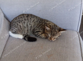 Selling cats