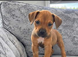 Mastiff X Olde English buldogge