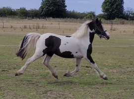 Sweetest filly looking for her new family