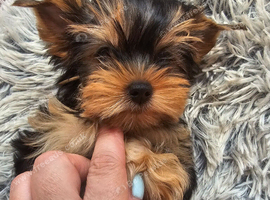 Yorkshire terrier Kc Registered
