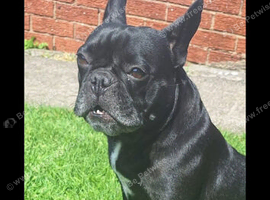 Seeking French Bulldog puppy as companion for my female 2 n half year old Female French Bulldog, Frankie