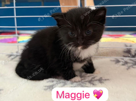 Beautiful bi and tri colour domestic short hair Kittens