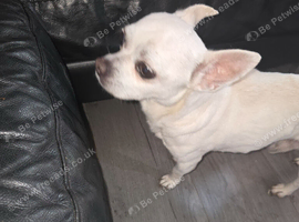 Chihuahua male for sale
