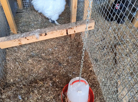 Young male White silkie
