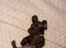 3 Male sausage puppies left