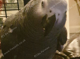 African. Grey