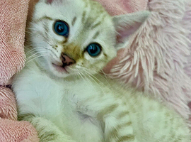 Pure Pedigree Blue Eyed Snow Bengal Kittens (Seal Lynx + Seal Mink Bengal Kittens) TICA parents