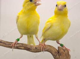 6 young canaries available