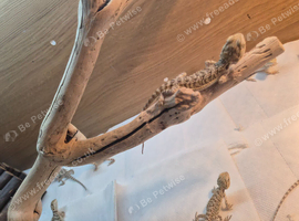 Baby bearded dragons