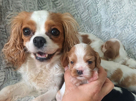 Beautiful cavalier puppies