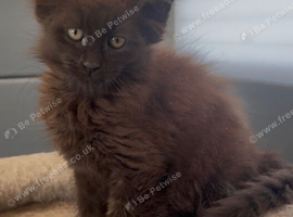 XL black,black smoke,tabby maine coon kittens