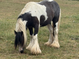 Beautiful piebold cob 3yr old gelding