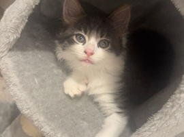 Adorable kittens looking for a loving home