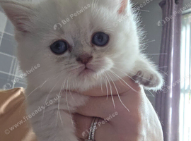Mixed litter british short hair/longhair ready to go 9th of october