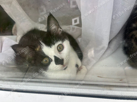 12 week old 2x boy kittens for sale