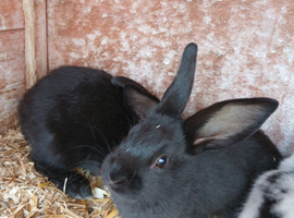 English  spot  black rabbits