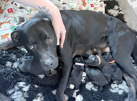 7 Week Old Rottweiler Puppies - Only 2 Left - 1 Male & 1 Female